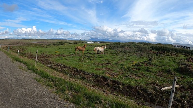 Horse Farm Borgarnes