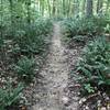 Beautiful ferns along this trail.