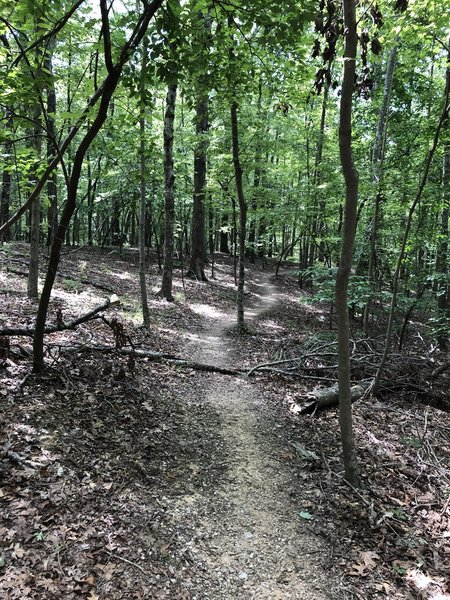 Lovely walk relatively flat. Even in 95 degree heat the canopy made it at least 10 degrees cooler.