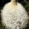 Beargrass blossom