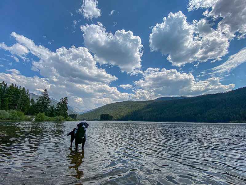 Kal cooling off in Monarch Lake after our hike.