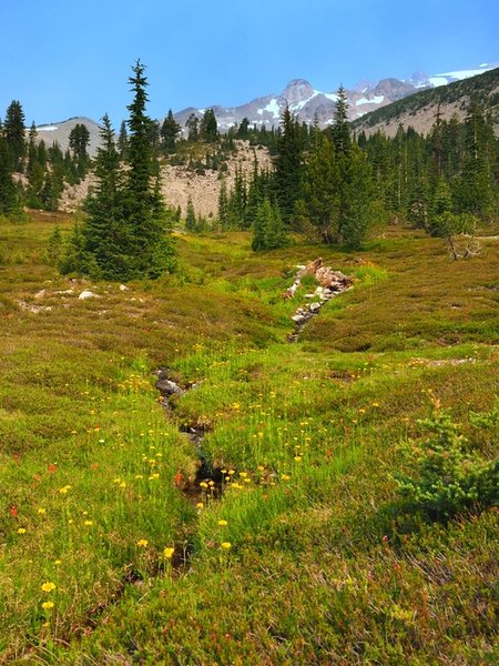 South Gate Meadows