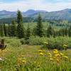 Stunning wildflowers on Shrine Ridge