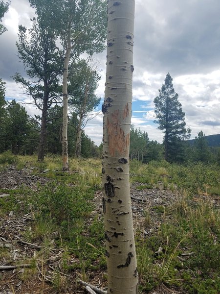 Elk kisses and bull rubs on the Aspen.