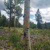 Elk kisses and bull rubs on the Aspen.