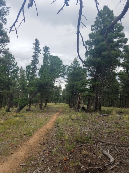 Limber Pine Trail is mostly flat, nice easy terrain.