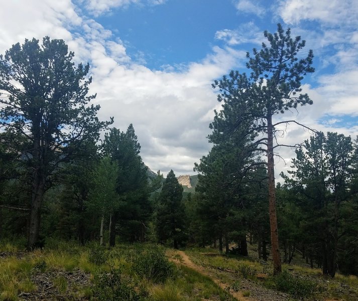 Limber Pine Trail. Easy terrain with great views.