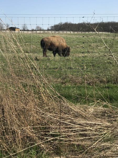 Bison at Battelle Darby Creek MP.