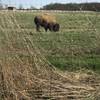 Bison at Battelle Darby Creek MP.