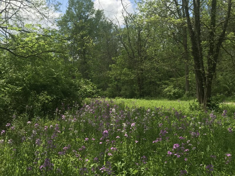 Flowers at Blacklick Woods MP