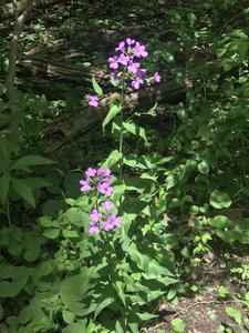 Flowers off Multi-purpose Trail