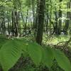 Vernal pool in late spring.