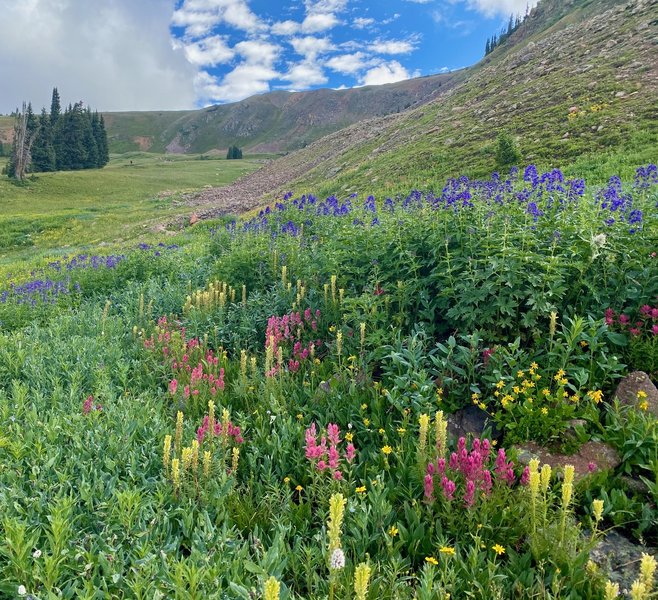 Wildflower mania on Corral Creek Trail