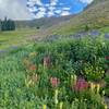 Wildflower mania on Corral Creek Trail