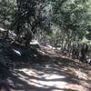 An oak shaded trail.