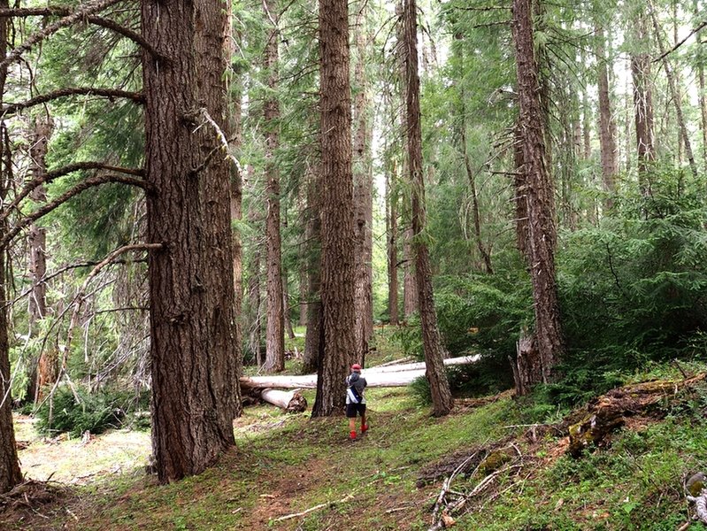 Along the Beaver Dam Trail before Daley Creek Campground.