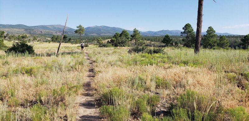 Running along the Frijoles Rim Trail. The Los Alamos county highpoint, Caballo Mountain, is the peak just left of the burned dead tree on the right side of the photo.