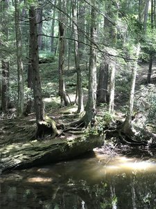 Odd trees in the run.