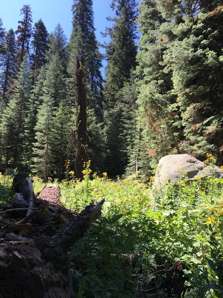 Lots of tall wildflowers.