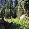 Lots of tall wildflowers.