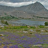 L Lake from the north shore. There are many acres of Brewer's lupine near the lake