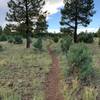 Walk through alpine meadow.