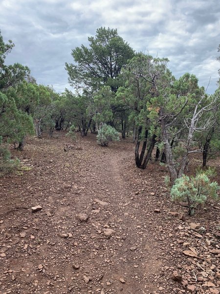 Easy walking about a mile from the end of the trail.