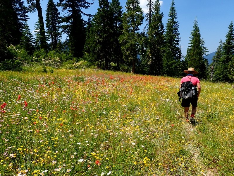 Meadows filled with wildflowers along the upper part of the Sucker Creek Trail