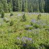 Fields of Lupine