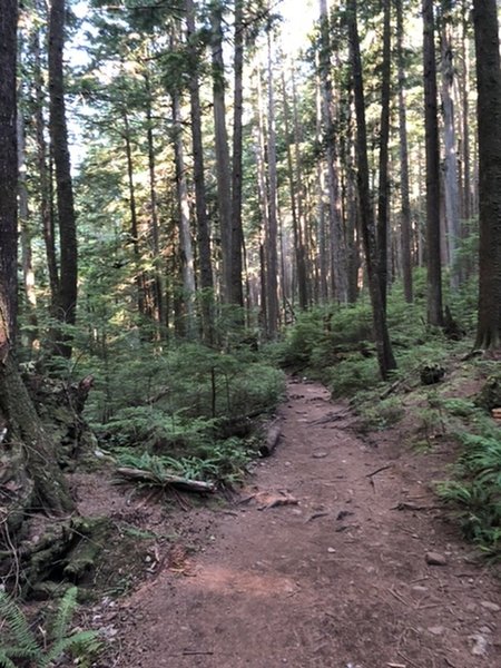 Whyte Lake trail