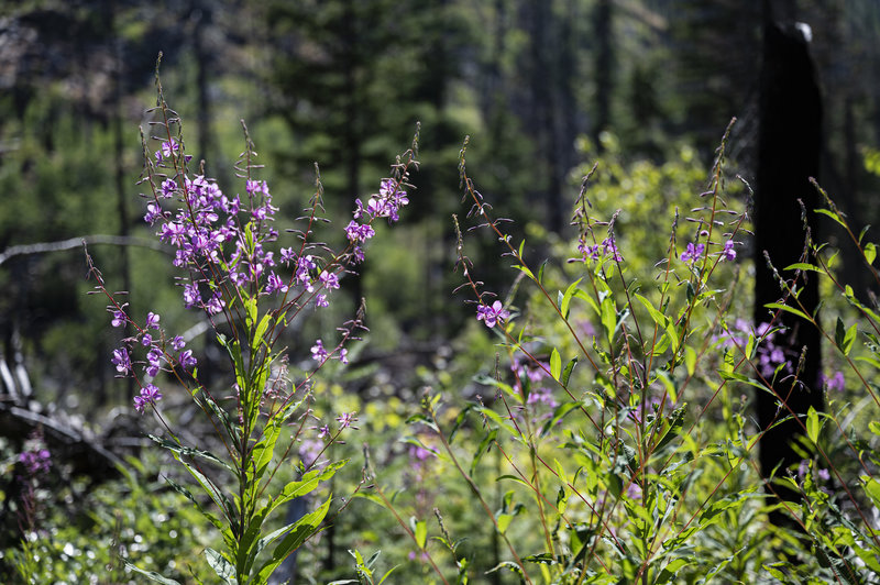 Wildflowers