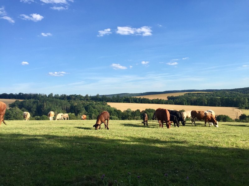 Grazing cows and calves