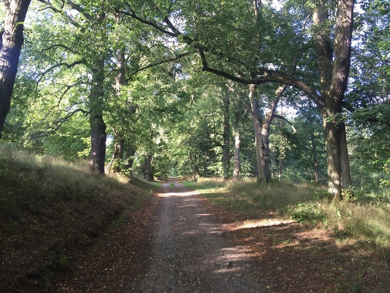 Avenue of old linden trees