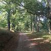 Avenue of old linden trees