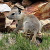 Belding's ground squirrel