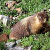 Yellow-bellied marmot