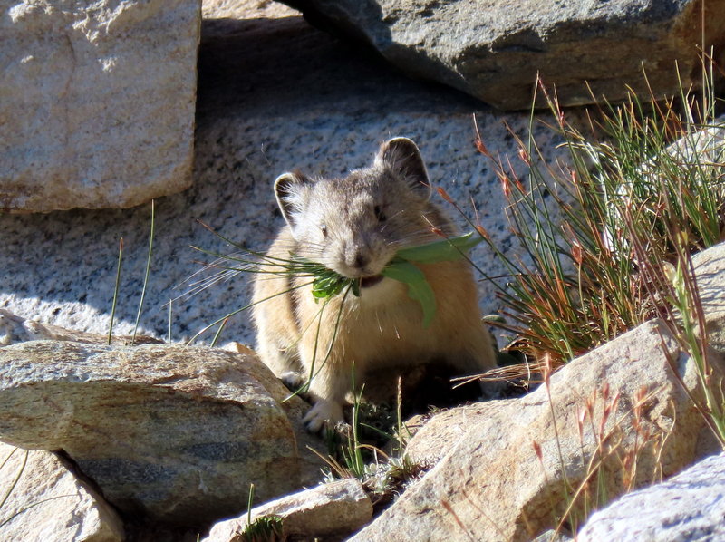 American pika gathering food