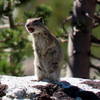 Belding's ground squirrel raising the alarm