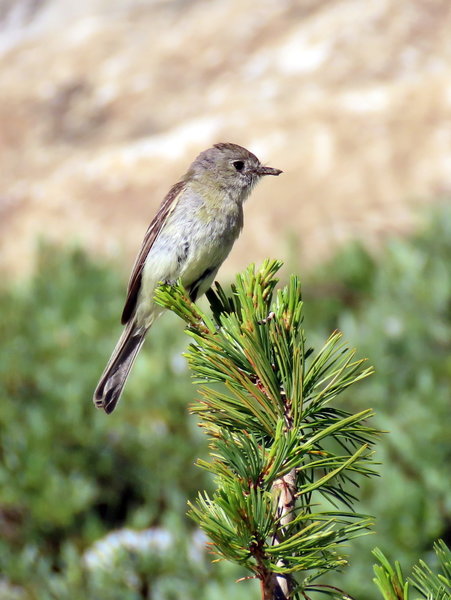 Willow flycatcher