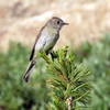 Willow flycatcher