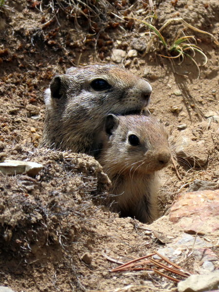 Belding's ground squirrel - mother and young