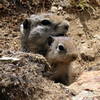 Belding's ground squirrel - mother and young