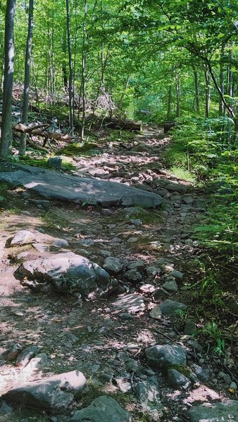 A bit of rocks and elevation.