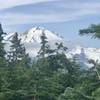 View of Mt. Baker from Shannon Ridge trail.