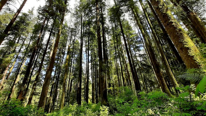 A view of the towering Sitka spruce in Anderson Hill County Park