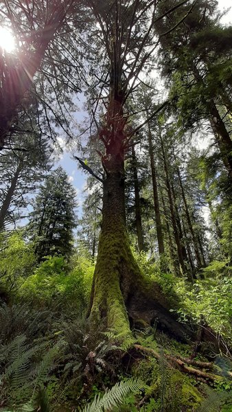 A massive Sitka spruce showing bright green in the sunlight in Anderson Hill County Park