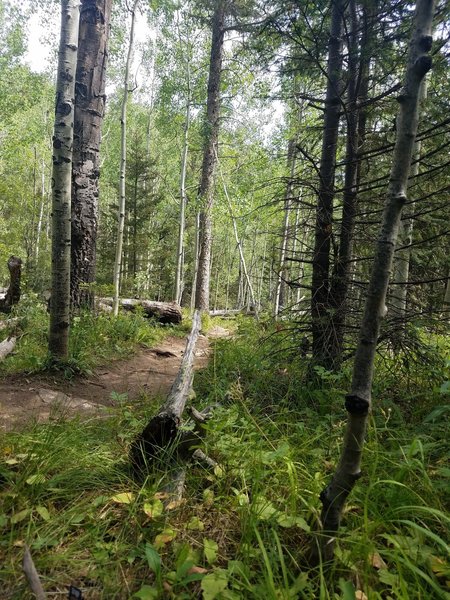 Trail flattens out near the Garden of Eden