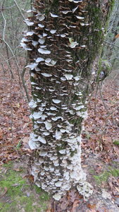 Much of the oak in the area is a haven for fungus ( Sapwood rot ) or ( Cerrena unicolor ) Wood below fungal shelves is yellowish to white, crumbly and decayed; bark around fungal shelves is killed and often falls off
