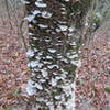 Much of the oak in the area is a haven for fungus ( Sapwood rot ) or ( Cerrena unicolor ) Wood below fungal shelves is yellowish to white, crumbly and decayed; bark around fungal shelves is killed and often falls off