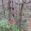 Berrys are growing in various quantities as you pass by .